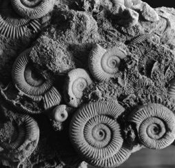 <strong>What type of fossil is shown in the picture below? </strong> A) impressions B) mold fossils C) hard parts D) trace fossils
