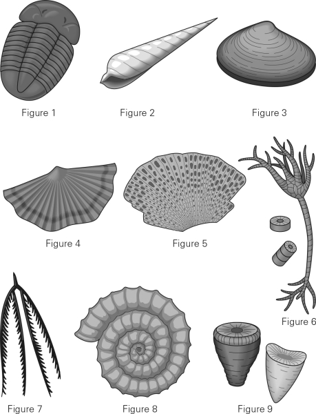 <strong>Which of the following is a brachiopod? </strong> A) Figure 1 B) Figure 2 C) Figure 3 D) Figure 4