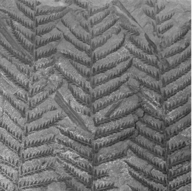 Explain how the leaves in the image below were formed.