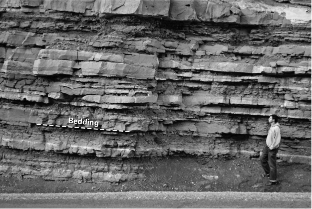 <strong>What type of rock is shown in the photo? </strong> A) sedimentary B) igneous C) metamorphic D) crystalline