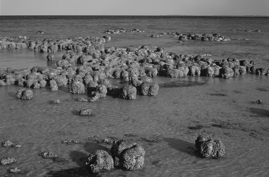 <strong>Stromatolites are layered structures produced by the activity of </strong> A) dinosaurs. B) methanogens. C) cyanobacteria. D) green algae.