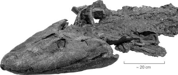<strong>The fossil fish Tiktaalik made headlines in 2005 because it </strong> A) was preserved with a hook in its mouth and represents the oldest evidence of human fishing. B) was the largest shark ever recovered from the fossil record. C) represents a transitional form between lobe-finned fish and terrestrial vertebrates. D) was found alive in the modern deep ocean; previously,the fish was thought to be extinct.