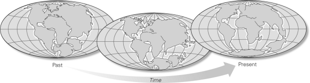 <strong>As shown below,Wegener proposed continental drift after he observed evidence from fossils,glacial deposits,and the fit of the continents that suggested all of the continents were once </strong> A) aligned north to south along the prime meridian. B) aligned east to west along the equator. C) combined to form a supercontinent he termed Rodinia. D) combined to form a supercontinent he termed Pangaea.