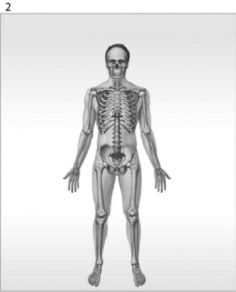 <strong> Figure 1-1 The Organ Systems of the Human Body Use Figure 1-1 to answer the following questions: What is/are the function(s)of the organ system labeled #3?</strong> A) help control body temperature B) provides support; produces heat C) provides support; protects tissues; stores minerals D) directs immediate responses to stimuli E) defends against infection and disease