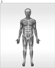 <strong> Figure 1-1 The Organ Systems of the Human Body Use Figure 1-1 to answer the following questions: What is/are the function(s)of the organ system labeled #3?</strong> A) help control body temperature B) provides support; produces heat C) provides support; protects tissues; stores minerals D) directs immediate responses to stimuli E) defends against infection and disease