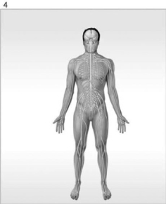 <strong> Figure 1-1 The Organ Systems of the Human Body Use Figure 1-1 to answer the following questions: What is/are the function(s)of the organ system labeled #3?</strong> A) help control body temperature B) provides support; produces heat C) provides support; protects tissues; stores minerals D) directs immediate responses to stimuli E) defends against infection and disease