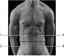<strong> Photo Credit: Custom Medical Stock Photo, Inc. Figure 1-4 Abdominopelvic Quadrants Use Figure 1-4 to answer the following questions: Tenderness in which region(s)may be an indication of gallbladder or liver problems?</strong> A) 2 B) 4 C) 1 D) 3 & 4 E) 3