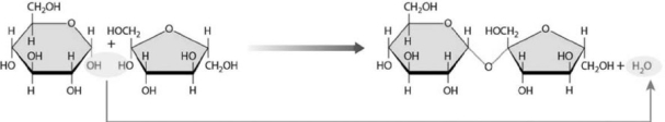 <strong> Figure 2-1 A Chemical Reaction Use Figure 2-1 to answer the following question: Determine which reaction is shown in the figure and specify its mechanism of action.</strong> A) The addition of a water molecule breaks down a complex molecule. B) The removal of a water molecule breaks down a complex molecule. C) Ionic bonds are broken apart as individual ions interact with the positive or negative ends of polar water molecules. D) The removal of a water molecule facilitates the union of two molecules. E) The addition of a water molecule facilitates the union of two molecules.