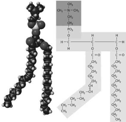 <strong> Figure 2-3 A Structure Use Figure 2-3 to answer the following question: Indicate the primary function(s)of the structure shown in the figure.</strong> A) structural component of cell membranes B) storage of glucose molecules C) energy source D) structural component of cell membranes, hormones, and digestive secretions in bile E) energy source, energy storage, and insulation