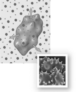 <strong> Photo Credit: Steve Gschmeissner / Photo Researchers, Inc. Figure 3-1 A Red Blood Cell Use Figure 3-1 to answer the following question: Choose the correct description for the preceding image.</strong> A) The cell is in a hypotonic saline solution. B) Osmotic flow does not occur across the plasma membrane of the cell. C) As the current condition of the cell continues, its plasma membrane may rupture or lyse. D) The cell is in equilibrium with the solution in that as one water molecule moves out of the cell, another moves in to replace it. E) As water moves out of the cell, crenation occurs.