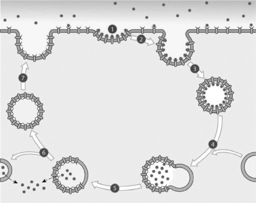 <strong> Figure 3-2 A Process Use Figure 3-2 to answer the following questions: Identify the primary process that is featured in the preceding image.</strong> A) receptor-mediated endocytosis B) pinocytosis C) sodium-potassium exchange D) phagocytosis E) facilitated diffusion