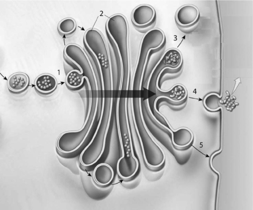 <strong> Figure 3-4 Protein Synthesis Use Figure 3-4 to answer the following questions: Identify the organelle shown in the figure,which is described as stacks of flattened membranes containing chambers.</strong> A) flagellum B) RER C) mitochondrion D) Golgi apparatus E) SER