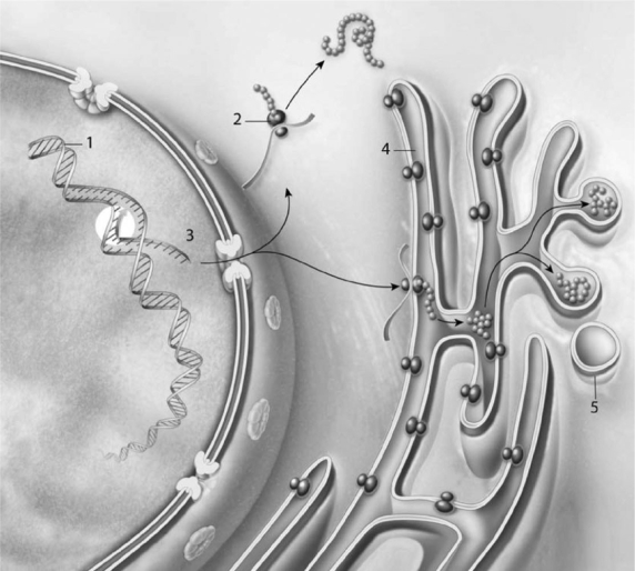 <strong> Figure 3-5 Protein Synthesis Use Figure 3-5 to answer the following question: Structure #4 is where the protein</strong> A) folds into its 3D shape and is possibly modified. B) is converted into mRNA. C) is released out of the cell. D) combined with DNA to form nucleoproteins. E) is endocytosed.
