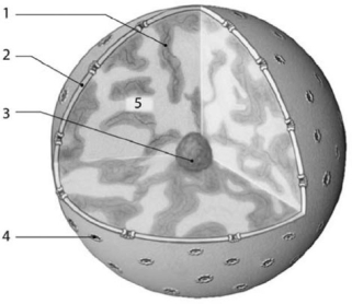 <strong> Figure 3-6 Nucleus Use Figure 3-6 to answer the following question: Identify the component of the nucleus in which rRNA synthesis and the assembly of ribosomal subunits occur.</strong> A) 4 B) 3 C) 1 D) 5 E) 2