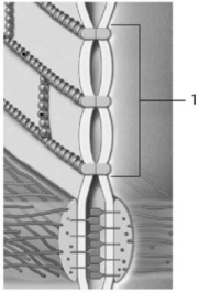 <strong>  Figure 4-1 A Cell Junction Use Figure 4-1 to answer the following question: Identify the cellular junction labeled 1.</strong> A) hemidesmosome B) gap junction C) spot desmosome D) tight junction E) connexon <div style=padding-top: 35px> 