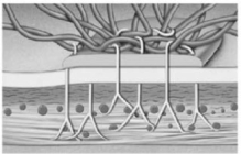 <strong>  Figure 4-2 A Cell Junction Use Figure 4-2 to answer the following question: Which type of epithelium lines the stomach and intestinal tract?</strong> A) transitional B) simple columnar C) stratified squamous D) simple cuboidal E) pseudostratified ciliated <div style=padding-top: 35px> 