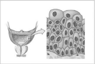 <strong>  Figure 4-3 Epithelial Tissue Use Figure 4-3 to answer the following question: Identify the type of epithelial tissue shown in the figure.</strong> A) simple squamous B) stratified squamous C) pseudostratified ciliated columnar D) simple cuboidal E) transitional <div style=padding-top: 35px> 