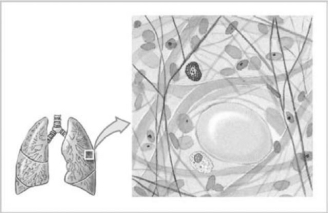<strong>  Figure 4-4 Connective Tissue Use Figure 4-4 to answer the following question: The type of connective tissue shown in the figure is the least specialized in adults.What is its primary function?</strong> A) It cushions organs and provides support but permits independent movement. B) It provides a storage of energy resources. C) It provides firm attachment of muscles to bone, and conducts the pull of muscles. D) It provides insulation. E) It provides strength to resist forces applied from many directions. <div style=padding-top: 35px> 