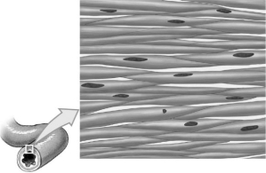 <strong>  Figure 4-5 A Tissue Use Figure 4-5 to answer the following questions: How could this tissue be described?</strong> A) It is the outer protective tissue over the organ. B) This tissue is for compression, which moves food through the organ. C) This tissue conducts electrical impulses. D) This tissue is multinucleated. E) This tissue produces a material that lubricates food. <div style=padding-top: 35px> 