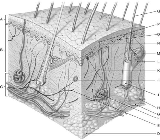 <strong> Figure 5-1 The General Structure of the Integumentary System Use Figure 5-1 for the following questions: The layer containing adipose tissue is</strong> A) A. B) B. C) C. D) O. E) M.