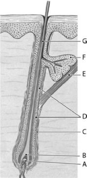 <strong> Figure 5-3 A Single Hair Follicle and Hair (Longitudinal Section) Use Figure 5-3 to answer the following questions: Structure F is the</strong> A) sebaceous gland. B) apocrine gland. C) endocrine gland. D) eccrine gland. E) hair matrix.