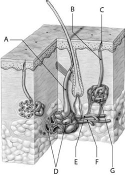 Figure 5-4 Glands and Associated Structures Use Figure 5-4 to answer the following questions: -Structure D is a(n)