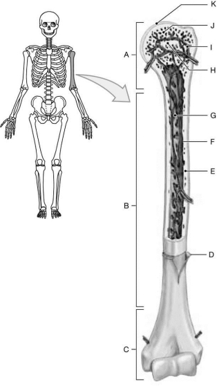 <strong> Figure 6-1 The Structure of a Long Bone Use Figure 6-1 to identify the labeled part. Structure K is where</strong> A) bone marrow is produced. B) joint fluid is produced. C) red blood cells are produced. D) bone is produced. E) the long bone joins with another bone.