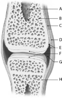 Figure 6-4 Synovial Joint (Sagittal Section) Use Figure 6-4 to identify the labeled part. -Structure C is the