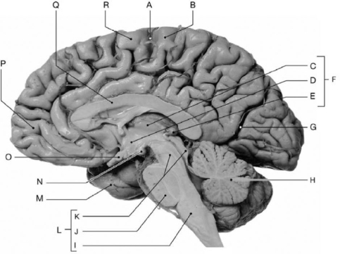 Photo Credit: Ralph T. Hutchings Figure 8-1 Structural Components of the Brain (Sagittal Section) Use Figure 8-1 to identify the labeled part. -Structure Q is the