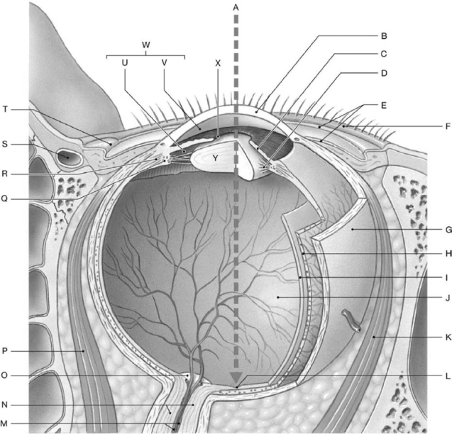<strong> Figure 9-1 Horizontal Dissection of the Right Eye Use Figure 9-1 to identify the labeled part. Structure C is the</strong> A) choroid. B) iris. C) sclera. D) ciliary body. E) lens.