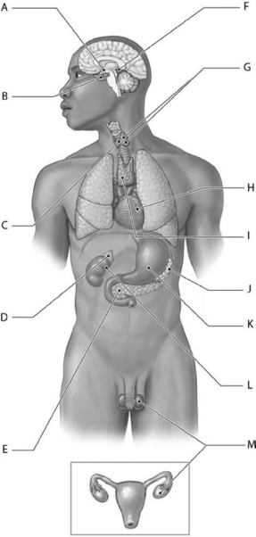 <strong> Figure 10-1 Organs and Tissues of the Endocrine System Use Figure 10-1 to identify the labeled part. Structure F is the</strong> A) pituitary gland. B) hypothalamus. C) pineal gland. D) thymus. E) thyroid gland.