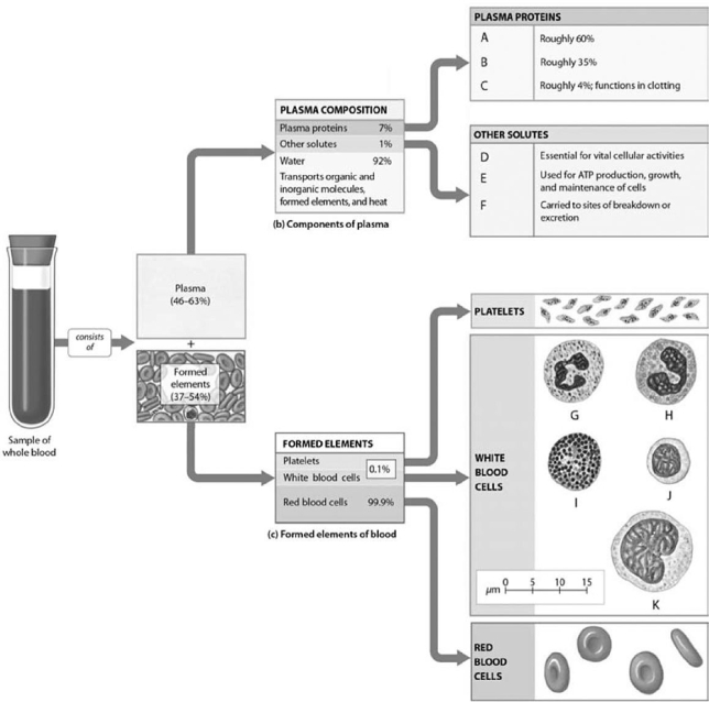 Figure 11-1 Components of Plasma and Types of WBCs Use Figure 11-1 to identify the labeled part. -Label A represents