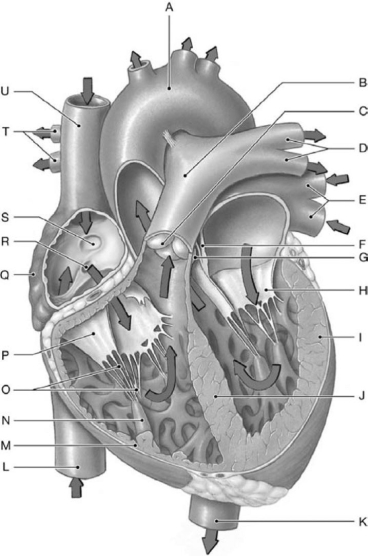 Figure 12-1 Major Internal Landmarks of the Heart Use Figure 12-1 to identify the labeled part. -Label G represents the