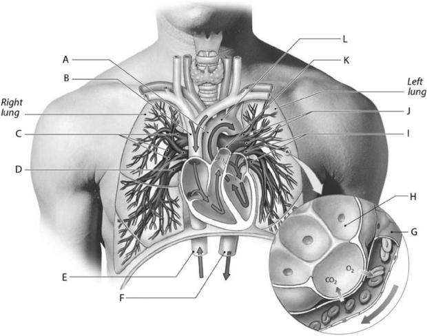 <strong> Figure 13-1 Cardiovascular Components of the Pulmonary Circuit Use Figure 13-1 to identify the labeled part. Label E represents the</strong> A) common iliac vein. B) inferior vena cava. C) azygous vein. D) descending aorta. E) celiac trunk.