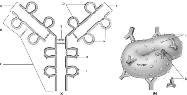<strong> Figure 14-1 Typical Antibody Molecule and Typical Antigen Use Figure 14-1 to identify the labeled part. What does label A represent?</strong> A) complement binding site B) antigen binding site C) antigenic determinant sites D) macrophage binding site E) antibodies