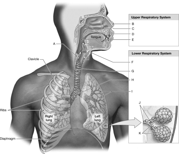 Figure 15-1 Components of the Respiratory System Use Figure 15-1 to identify the labeled part. -Label B represents which structure(s)?