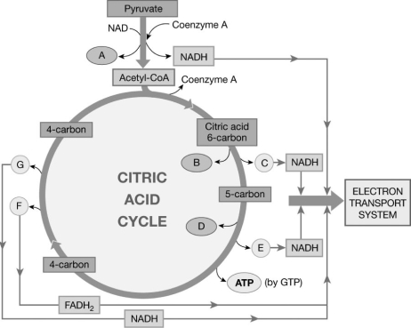 Figure 17-1 The Citric Acid Cycle Use Figure 17-1 to identify the element marked with a letter. (Example: CO₂, H₂O) -The ion(s)or molecule(s)labeled C is (are)