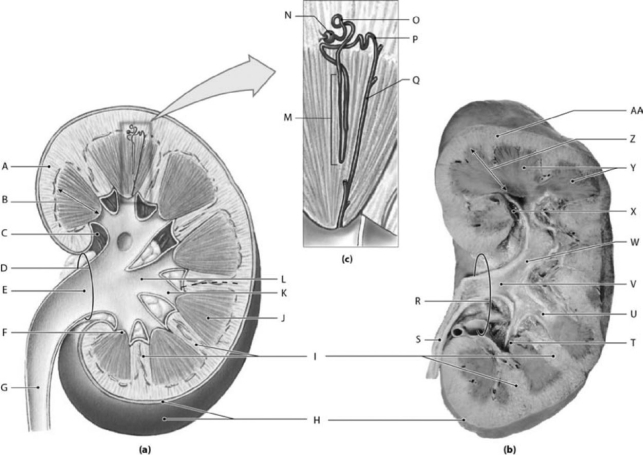 <strong>  Photo Credit: Ralph T. Hutchings Figure 18-1 The Structure of the Kidney Use Figure 18-1 to identify the labeled part. Label C represents which of the following structures?</strong> A) hilum B) renal pelvis C) renal cortex D) renal medulla E) renal sinus <div style=padding-top: 35px> 