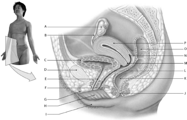 <strong>  Figure 19-1 Components of the Female Reproductive System Use Figure 19-1 to identify the labeled part. Label G represents which of the following structures?</strong> A) urinary bladder B) clitoris C) labium minus D) labium majus E) greater vestibular gland <div style=padding-top: 35px> 