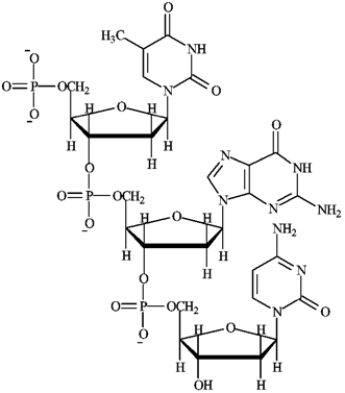 Consider the following structure. a)Circle any nucleoside. b)Draw a box around any nucleotide. c) Identify as DNA or RNA.
