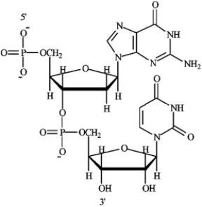 a) b)The ribose sugar would deoxyribose and the base uracil would be replaced with thymine.