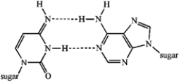 Two hydrogen bonds can form in a C−A pair.  