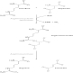 <strong>If the concentration of aspartate in the cell decreased,what would be the predicted outcome? </strong> A) increased concentration of argininosuccinate B) decreased concentration of citrulline C) decreased concentration of fumarate D) increased concentration of arginine