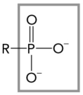 <strong>The figure below shows an example of which functional group? </strong> A) amino B) hydroxyl C) phosphoryl D) methyl