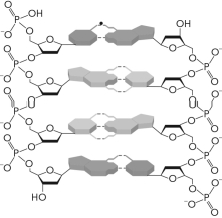 For the figure below,label the and ends for each strand,the hydrogen bonds,and the pyrimidine and purine molecules,as well as the direction of polarity.
