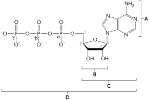 <strong>The figure below shows part of the primary structure of DNA.Identify the nucleoside. </strong> A) A B) B C) C D) D