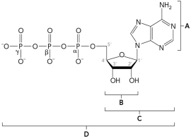 <strong>The figure below shows part of the primary structure of DNA.Identify the nucleotide. </strong> A) A B) B C) C D) D