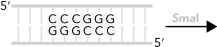 Identify the products when Smal cleaves the following DNA sequence.
