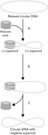 Histones participate in the process of supercoiling DNA.Using the figure below,outline the three steps in this process labeled A,B,and C.