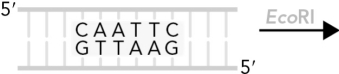 Predict the cleavage products when DNA is exposed to restriction endonucleases using the figure below.